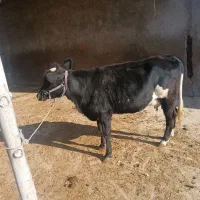 شنگول شکم اول