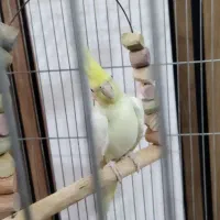 دو عدد عروس هلندی لوتینو|پرنده|تاکستان, |دیوار