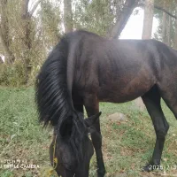 کره اسب ماده