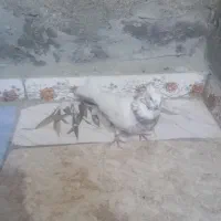 یک عدد کفتر نر تهرانی