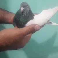 نر مشتی ۱۵۰۰