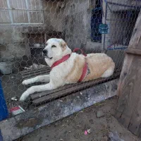 جوجه سگ آلابای نر و ماده توله|سگ|ساری, |دیوار