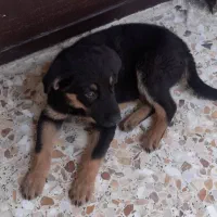 ژرمن فروشی قیمت هفت میلیون