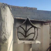 باربیکیو
