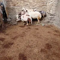 شیشک ابستن پلنگی