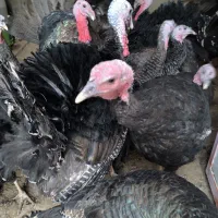 فروش بوقلمون برنز و بوربون برای باغ یا گردشگری|حیوانات مزرعه|مشهد, هنرستان|دیوار