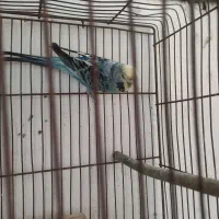 معاوضه مرغ عشق انگلیسی ماده با رنگ دیگه|پرنده|سرخرود, |دیوار