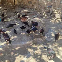 فروش  مرغ و خروس لاری|حیوانات مزرعه|بانه, |دیوار