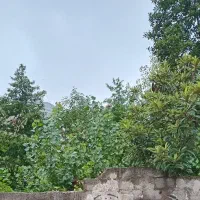 اجاره روزانه الان آماده پذیرایی|اجارهٔ کوتاه‌مدت آپارتمان و سوئیت|رشت, کوی فکوری|دیوار