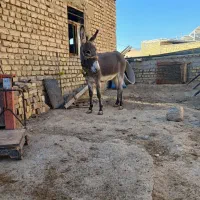 خر گلهای|حیوانات مزرعه|داران, |دیوار