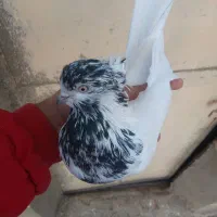 کبوتر غریب 3عدد