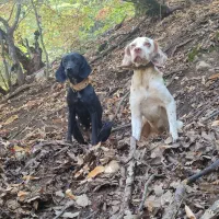 توله دمبلانی اور