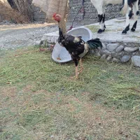 خورس|حیوانات مزرعه|قصرقند, |دیوار