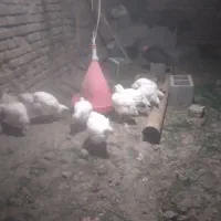 مرغ گوشتی وبوقلمون به قیمت