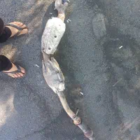 کاتالیزور کارکرده خاک(جنوب شهر)کاتالیز|قطعات یدکی و لوازم جانبی|تهران, یاخجی آباد|دیوار