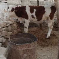 گاو سمینتال اصل و گوساله ماده سمینتال اصل فروشی