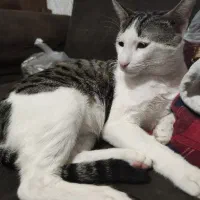 واگذاری گربه ی خونگی|گربه|گنبد کاووس, |دیوار