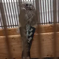 جوجه سهره سرلاکی  نرمه خور