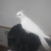 عروسی  هلندی البینو