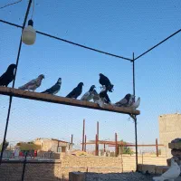 کفتر پرشی|پرنده|ساوه, |دیوار