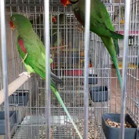 سالن پرورش شاه طوطی و ملنگو رنگی مولد|پرنده|شیراز, فرودگاه شهید دستغیب شیراز|دیوار