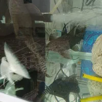 دو عدد ماهی لجنخوار زبر و زرنگ و فعال