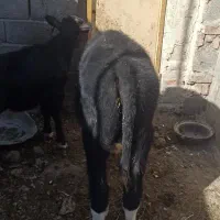 گوساله چهارماهه|حیوانات مزرعه|سبزوار, قصبه شرقی|دیوار