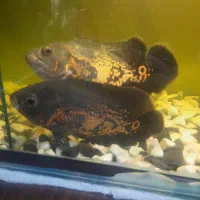 ماهی اسکار|ماهی|صباشهر, |دیوار