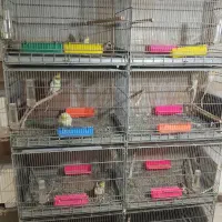 جفت عروس هلندی مولد کارداده ، به شرط