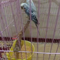 مرغ عشق آبی