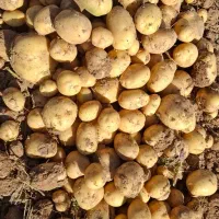 سیب زمینی کلمبا