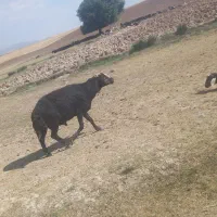 قوچ