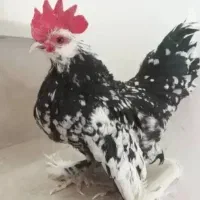 تخم نطفه دار بلژیکی|حیوانات مزرعه|قم, شهرک سازمان آب|دیوار