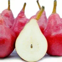 آغاز پیشفروش نهال گلابی انجو دوساله|خدمات باغبانی و درختکاری|ویسیان, |دیوار