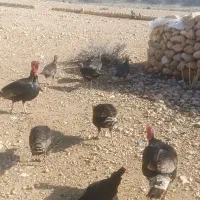 بقلمون|حیوانات مزرعه|جهرم, |دیوار