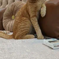 واگذاری گربه|گربه|اسلامشهر, شهرک سالور|دیوار