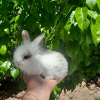 خرگوش لوپ جولی اصلی