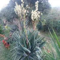 گل یوگا فروشی|گل و گیاه طبیعی|املش, |دیوار