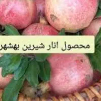گل انار بهشهر  روستا گرجی محله
