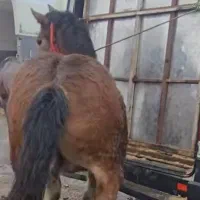 خریدو فروش انواع اسب پالانی