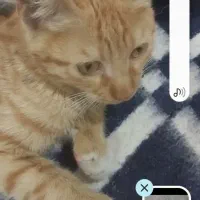 واگذاری گربه خانگی