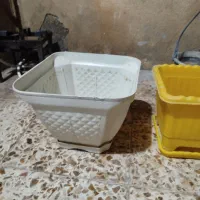 گلدان|گل و گیاه طبیعی|کنگاور, |دیوار
