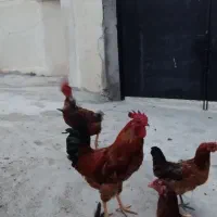 دوعدد‌خروس‌محلی‌بفروش‌میرسد