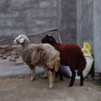 بره توقلی ماده چاق و پروار شده آث آث فروشی|حیوانات مزرعه|آق قلا, |دیوار