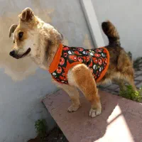 لباس حیوانات خانگی|لوازم جانبی حیوانات|تهران, امام خمینی|دیوار