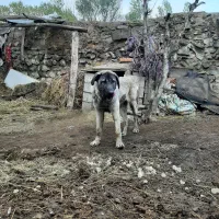 توله سرابی