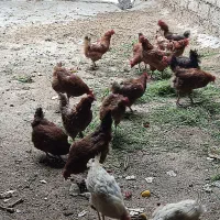 مرغ|حیوانات مزرعه|اشنویه, |دیوار