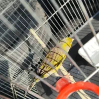 قناری نر مست|پرنده|قدس, شهرقدس|دیوار