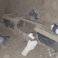 کبوتر کبوتر|پرنده|حمیدیه, |دیوار