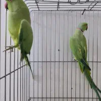 طوطی ملنگو مولد طوسی ، جوجه گرینچیک و عروس|پرنده|بیرجند, |دیوار